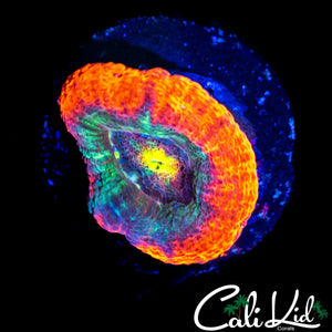 BEN'S ASIAN ACAN