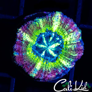 BIG HEAD RAINBOW ASIAN ACAN