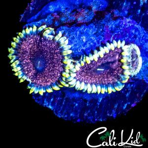 CK AOTP ZOA TRIPLE