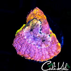 RAINBOW ECHINATA FRAG