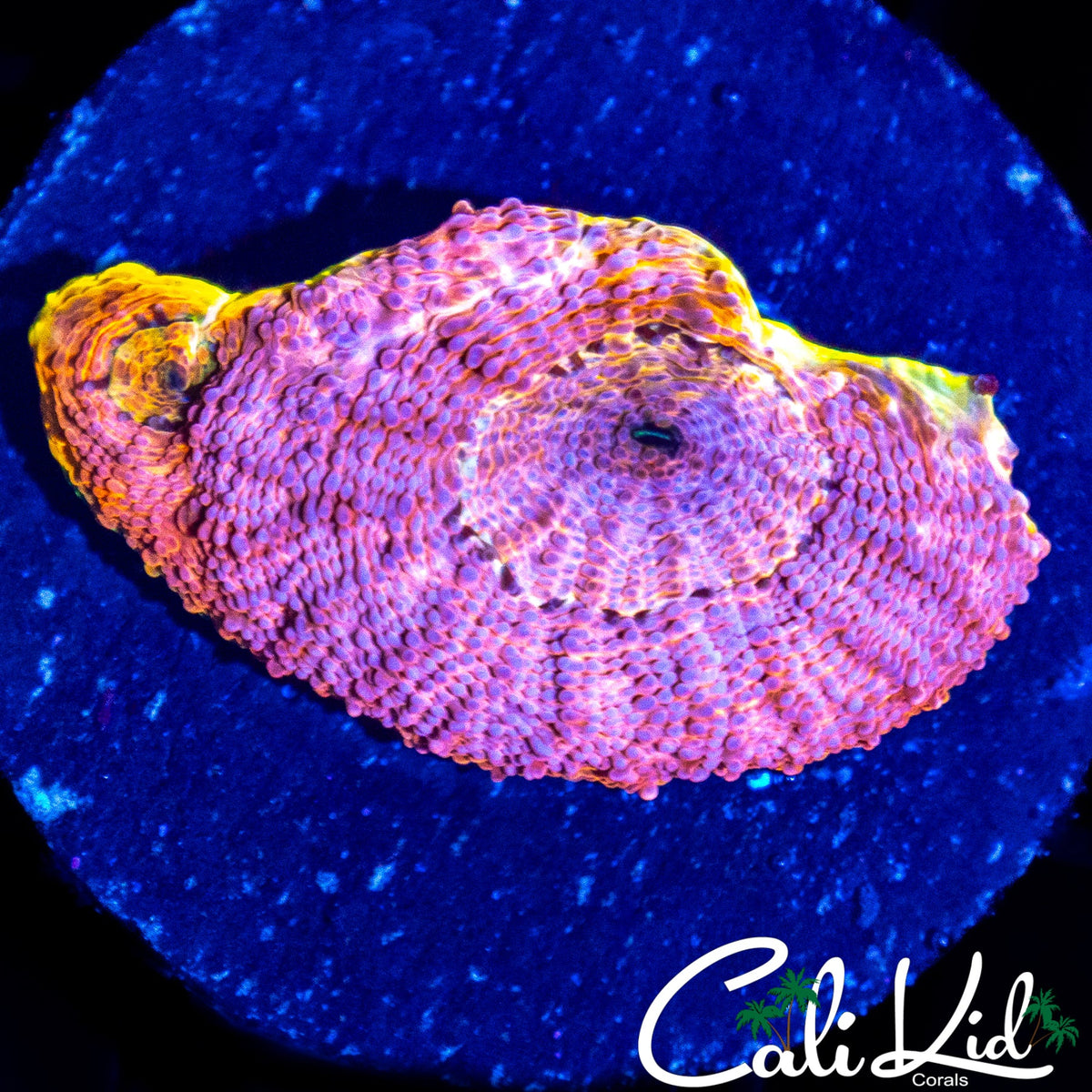 RAINBOW ECHINATA FRAG