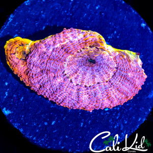 RAINBOW ECHINATA FRAG