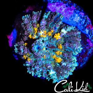 YELLOW BUBBLE RHODACTIS