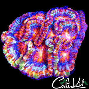 RAINBOW RIM WILSONI