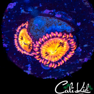 MYSTERY ZOA DOUBLE