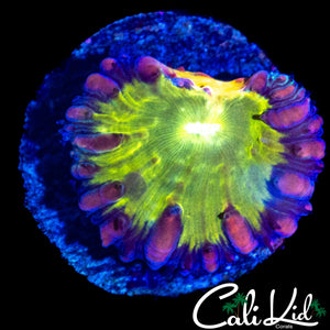 INDO BUBBLE BLASTO