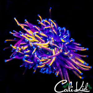 AQUACULTURED NY KNICKS TORCH