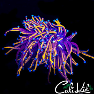 AQUACULTURED NY KNICKS TORCH