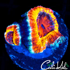 SILVER BULLET ACAN DOUBLE
