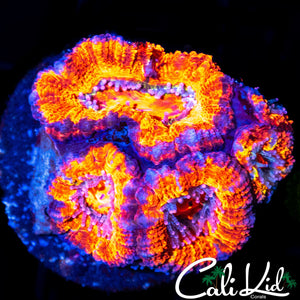 ULTRA ACAN QUAD