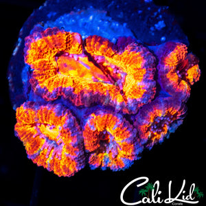 ULTRA ACAN MINI COLONY