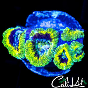 RASTA ACAN MINI COLONY