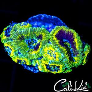 RASTA ACAN MINI COLONY