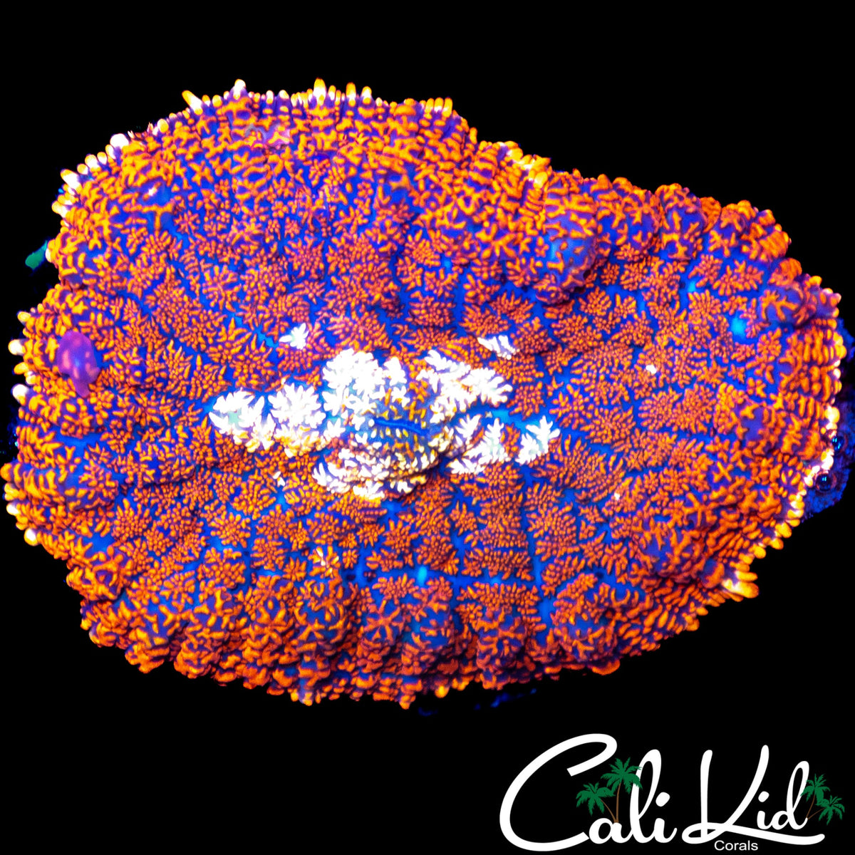 XL WHITE MOUTH RHODACTIS