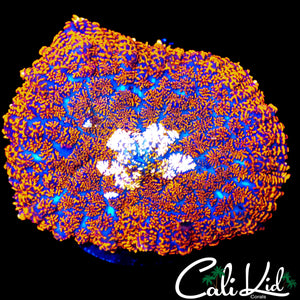 XL WHITE MOUTH RHODACTIS