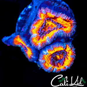 RAINBOW ACAN TRIPLE