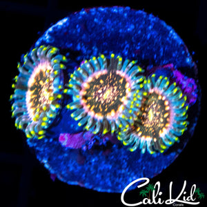 POWER PUNCH ZOA TRIPLE