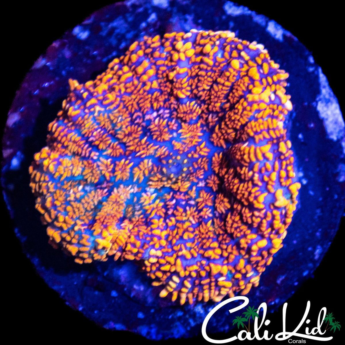 MAUI "NO" WOWIE SHROOM