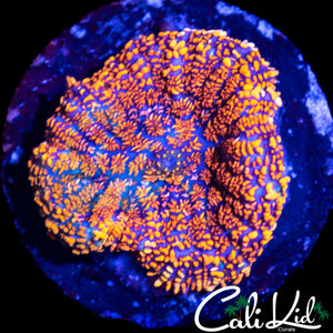 MAUI "NO" WOWIE SHROOM