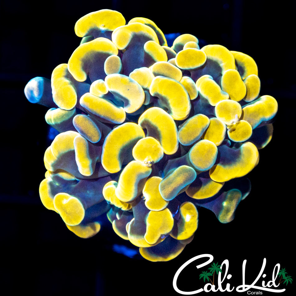 CK Aquacultured Rainbow Branching Hammer