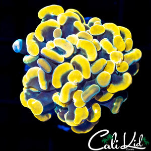 CK Aquacultured Rainbow Branching Hammer