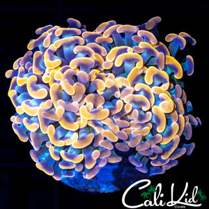 Amazing Gold Tip Branching Hammer