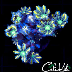 Rainbow Clove Polyp Chunk