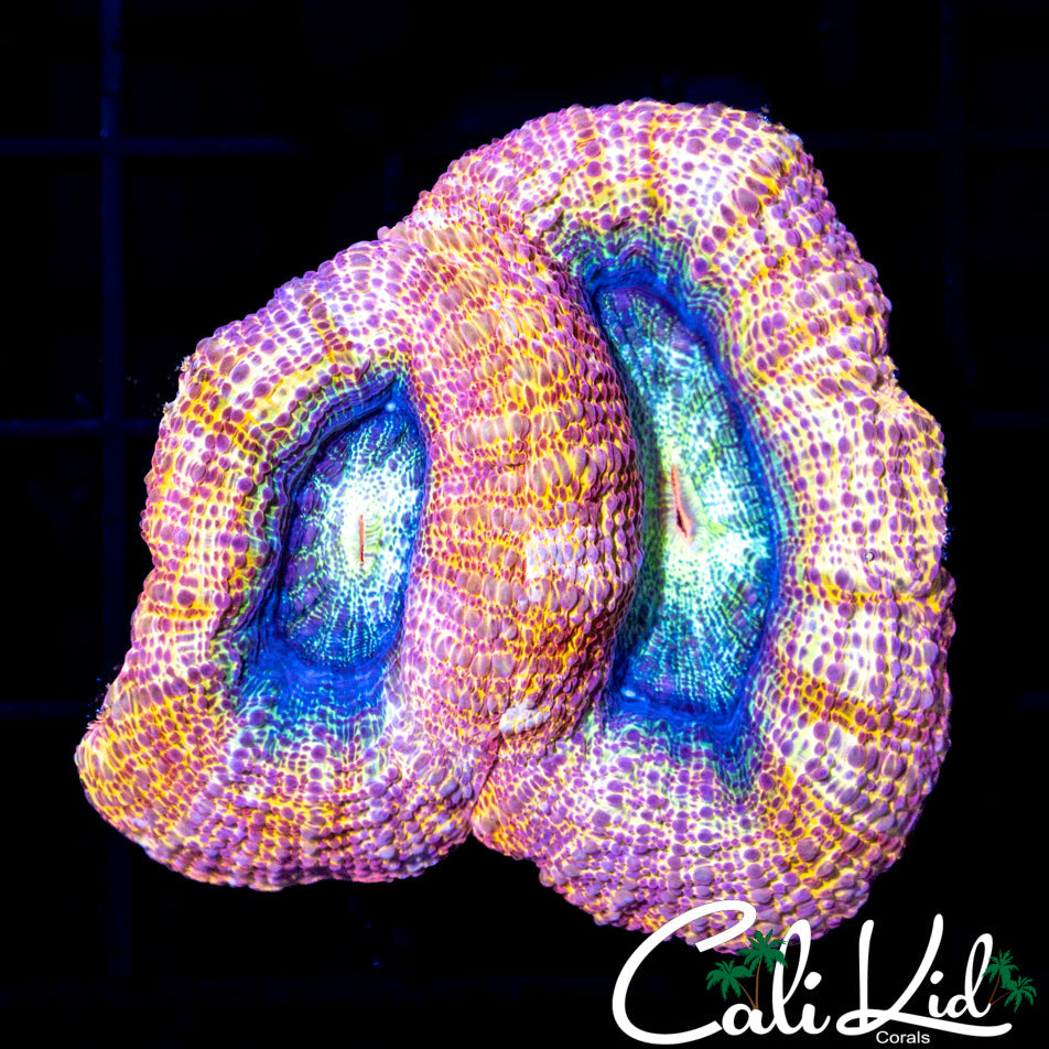 Large Rainbow Bower Double