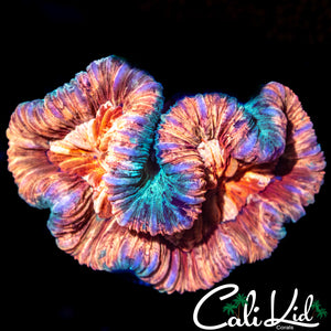 Ultra Swirl Trachy