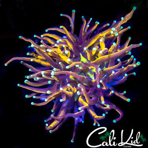 Aquacultured Indo Gold Torch
