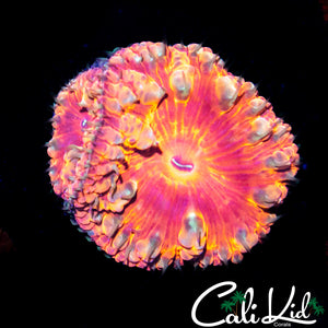 Indo Bubble Blasto Double