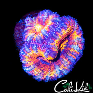 Cotton Candy Type Acan Double