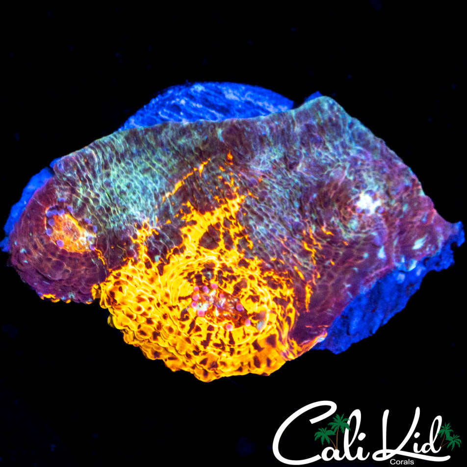 Beautiful Tri Color Chalice