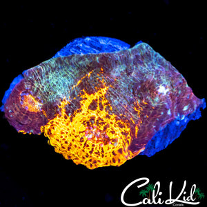 Beautiful Tri Color Chalice