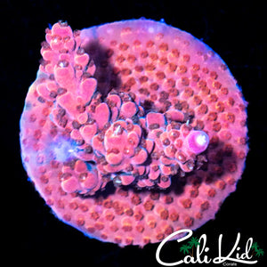 Intense Pink Acro Chunk