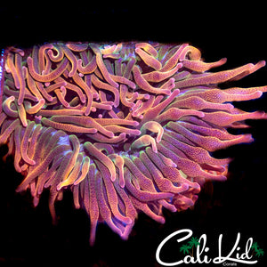CK Aquacultured Rainbow Nem