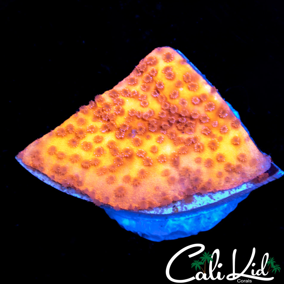 Starburst Monti