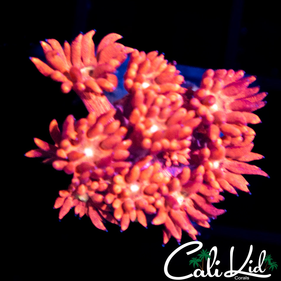 Fire Red Goni