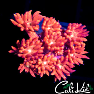 Fire Red Goni