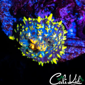 Mystery Baby Rhodactis