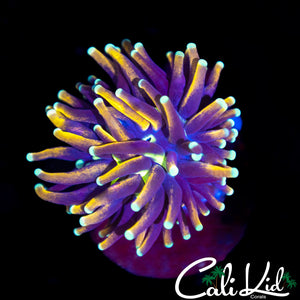Aquacultured Baby Indo Gold Torch