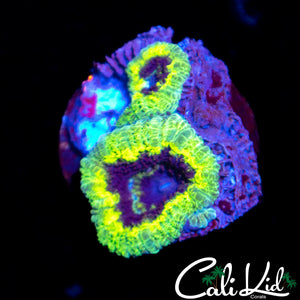 Mardi Gras Acan Double