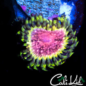 Strawberry Wine Paly