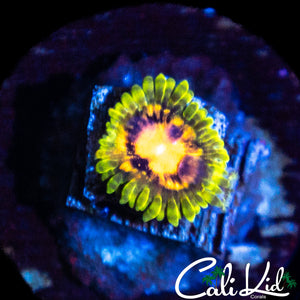 Mystery Zoa