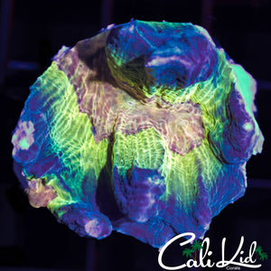 Rainbow Pectinia Chunk