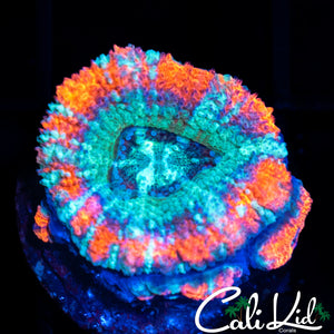 Beautiful Asian Acan w/ Babies