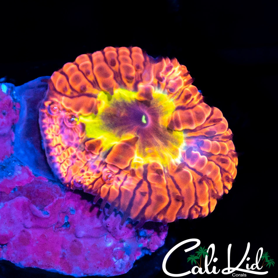 Rare Indo Rainbow Blasto