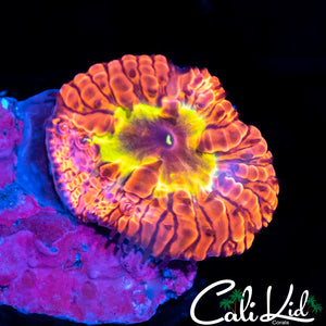 Rare Indo Rainbow Blasto
