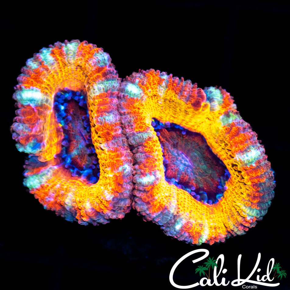 CK Pennywise Double