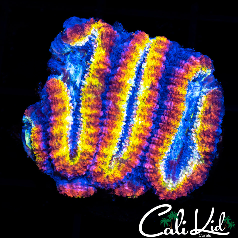 Ultimate Rainbow Acan Lord Triple